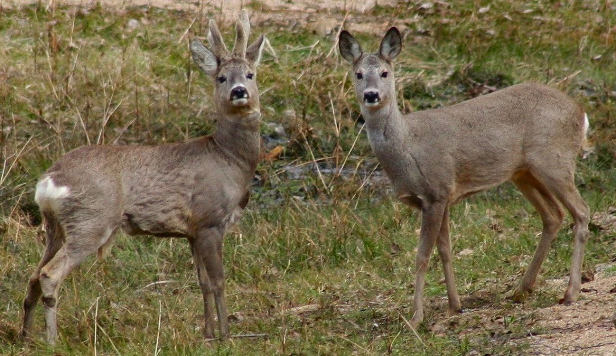 Media: Roe deer listed in Red Book of Azerbaijan and its hunting is prohibited