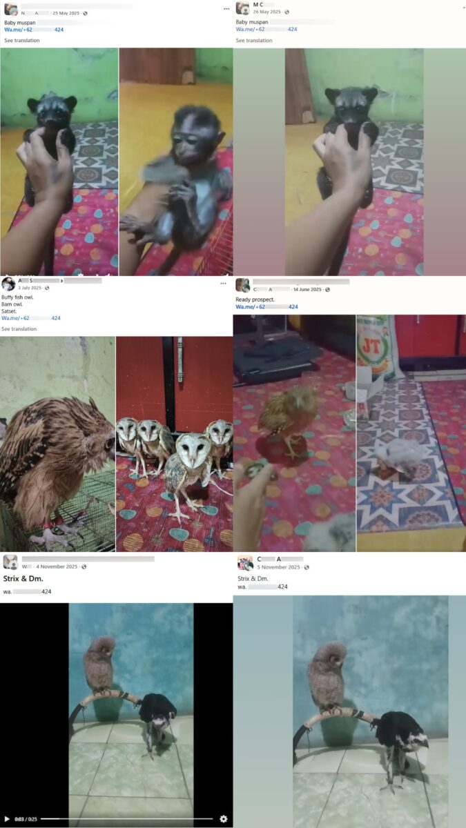 Six different accounts posting similar-looking animal adverts, while all using the same contact phone number.