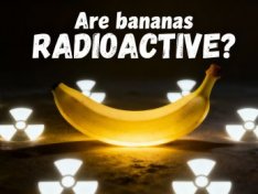 Is it true that all bananas are radioactive?