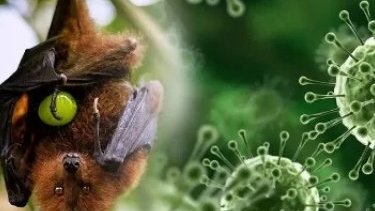 Nipah virusu: Pandemiya riski var?