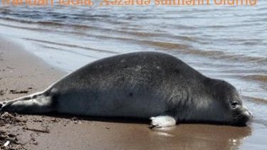 İrandan iddia: Xəzərdə suitilərin ölümü Azərbaycan və Türkiyə hərbi təlimləri  ilə bağlıdır