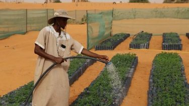 Did African countries try to plant giant wall of trees to stop Sahara Desert's spread?