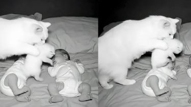 Uyuyan bebekleri ve kedileri gösteren video gerçek mi?