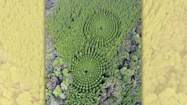Does photo show experimental circular forest in Japan?
