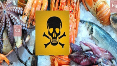 Seafood or "Toxic Ocean Garbage": What Science Knows About Seafood Safety