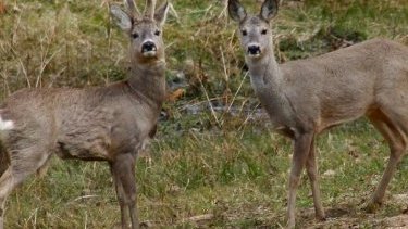 Media: Roe deer listed in Red Book of Azerbaijan and its hunting is prohibited