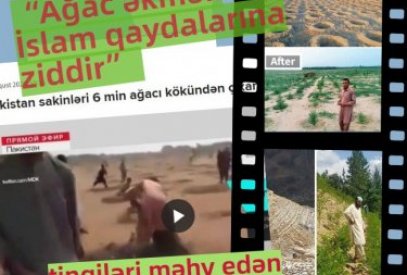 “Ağac əkmək İslam qaydalarına ziddir” deyib tingləri məhv edən müsəlmanlar