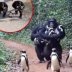 Real story about chimpanzees domesticating penguins?