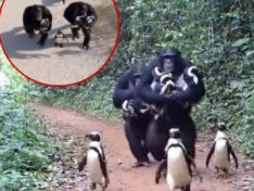 The Art of Baking: From Classic Bread to Artisan Pastries